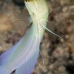 jawfish_yellowhead_sh_nwp_v_0043_tci2489.jpg